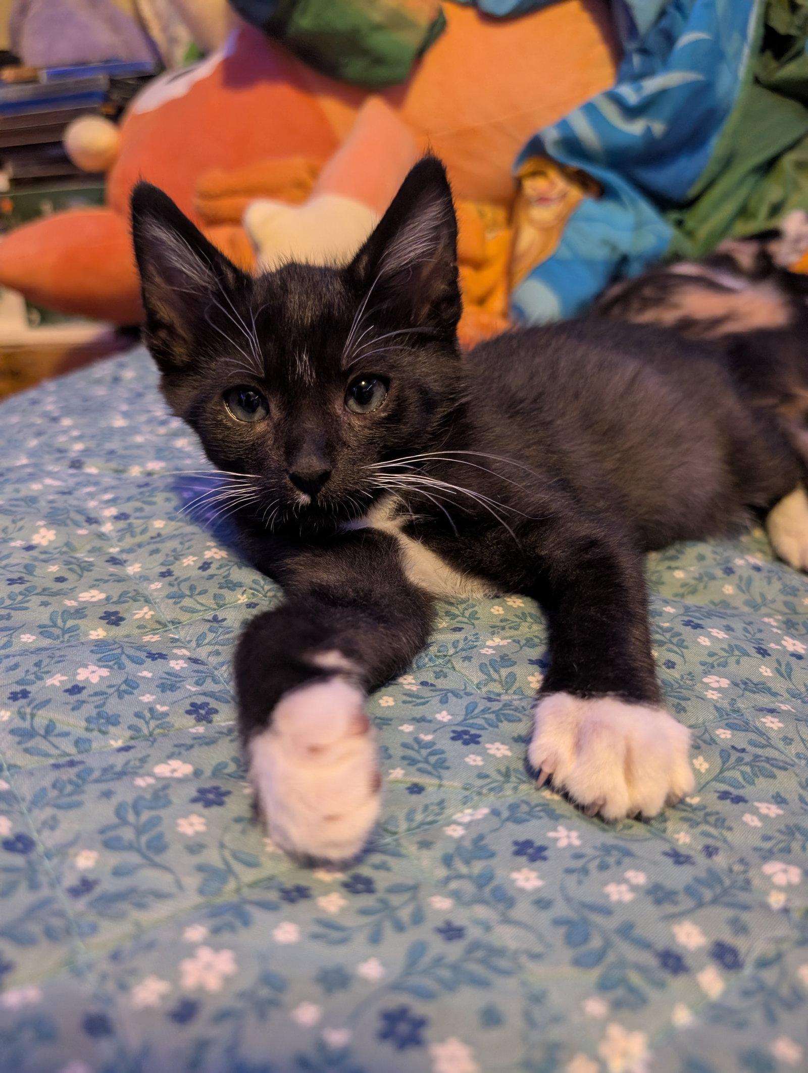 Enlarge Timmy, a Adoptable Domestic Short Hair in Ventura, CA image 2/3