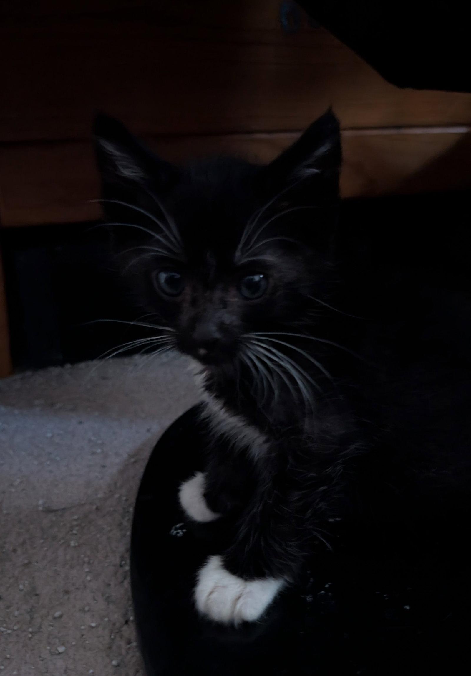 Enlarge Timmy, a Adoptable Domestic Short Hair in Ventura, CA image 3/3