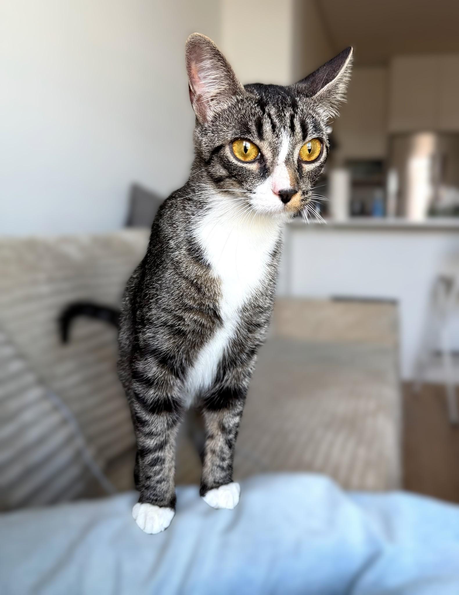 Enlarge Dora, a Adoptable mixed breed in Hamilton, ON image 3/4