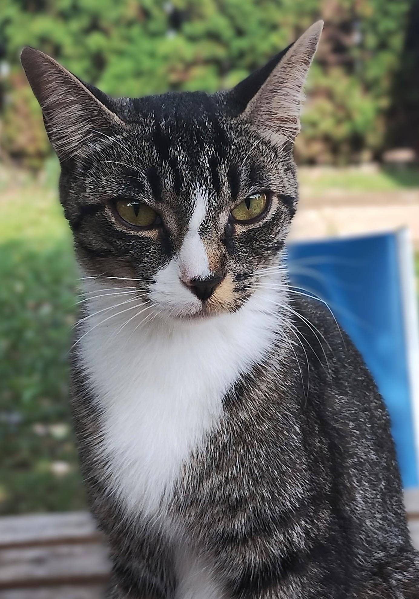 Dora, Adoptable, Kitten Female Domestic Short Hair & Bengal.