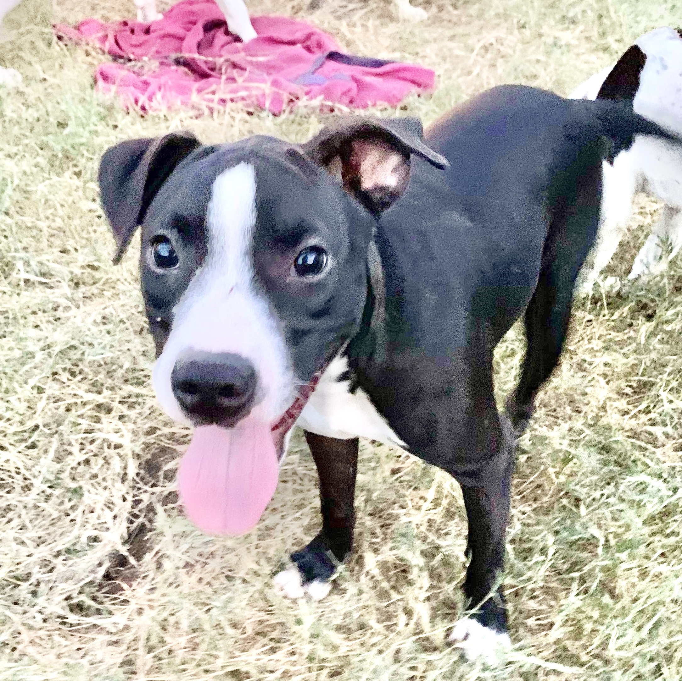 Dog for adoption Pepper, a Labrador Retriever & Boxer Mix in Chester