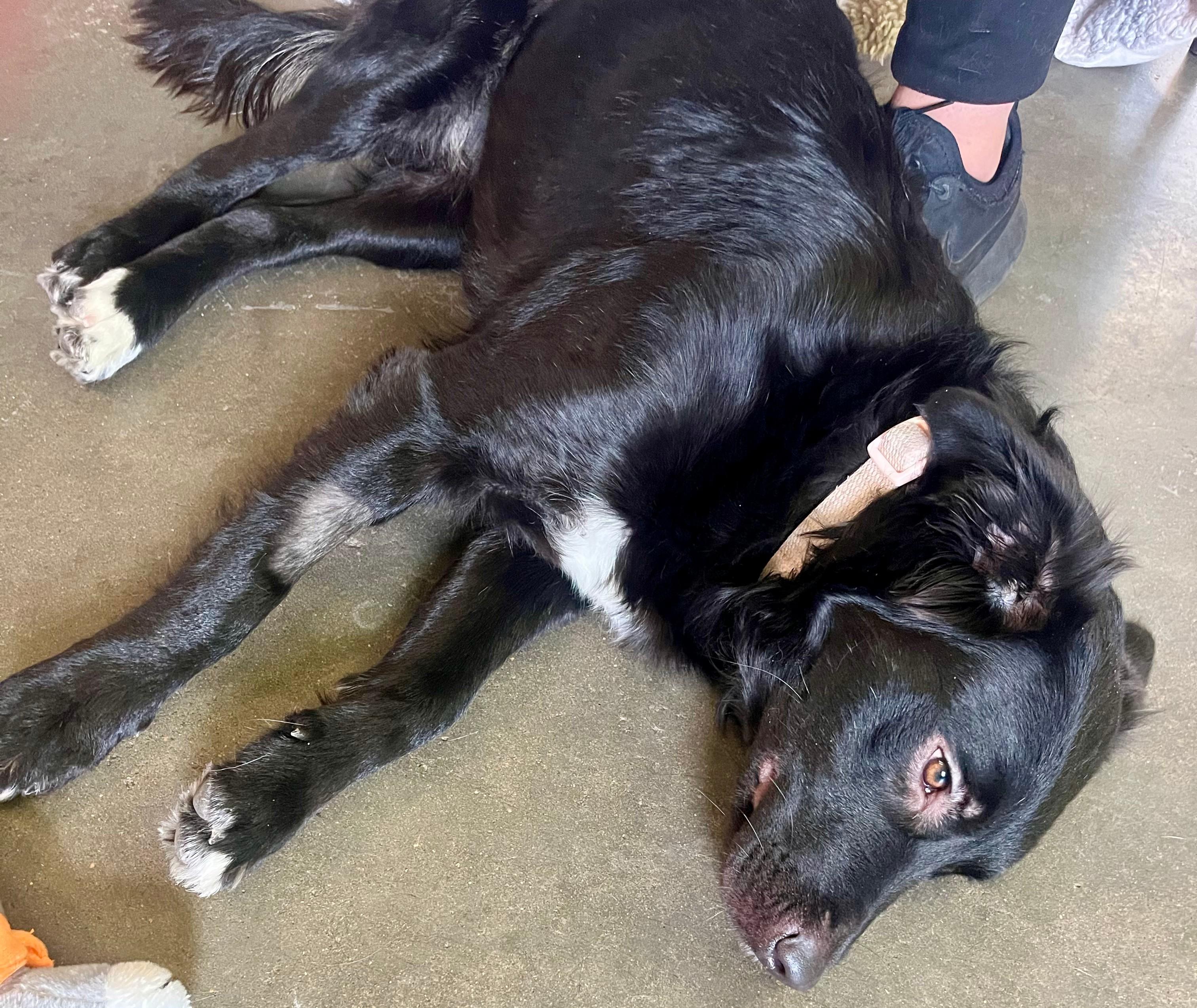 Shadow, a ADOPTABLE mixed breed in Leavenworth, KS image 2/3