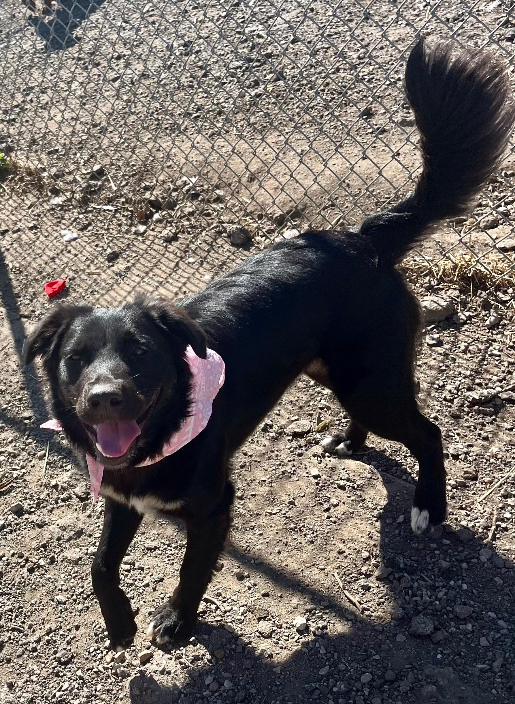 Shadow, a ADOPTABLE mixed breed in Leavenworth, KS image 3/3