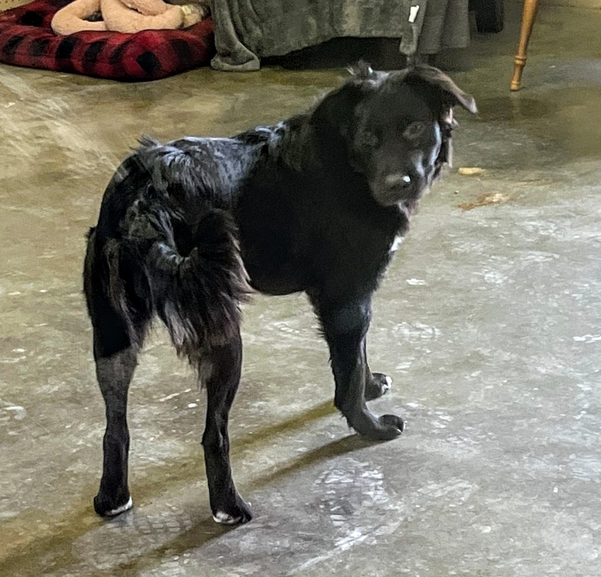 Shadow, ADOPTABLE, Young Female Australian Shepherd.