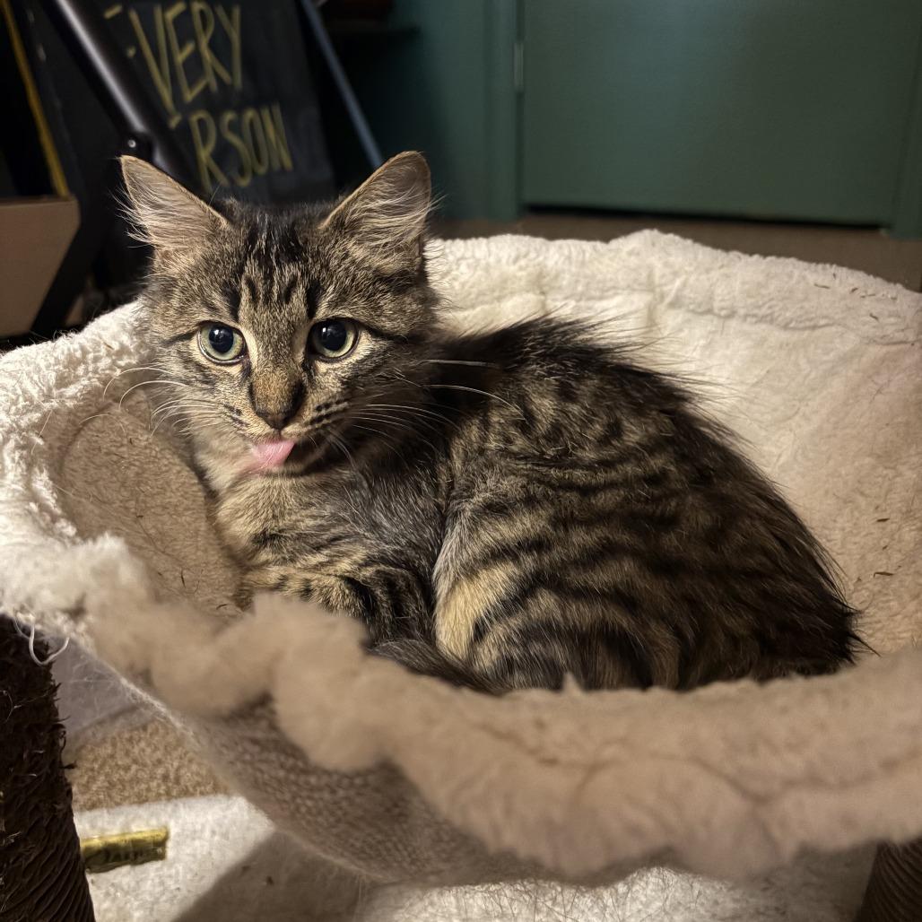 Enlarge Gigi, a Adoptable Domestic Medium Hair in Durham, NC image 1/6