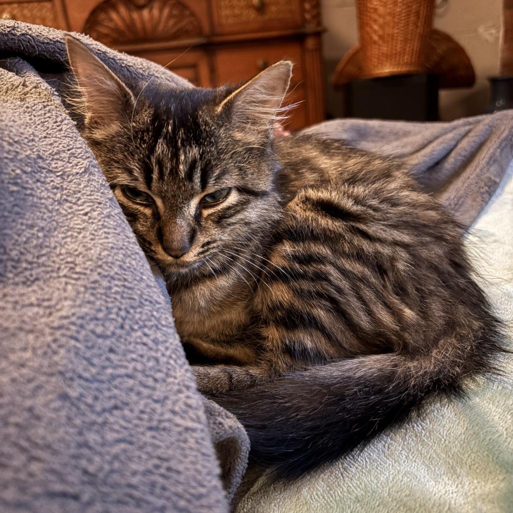 Enlarge Gigi, a Adoptable Domestic Medium Hair in Durham, NC image 2/6