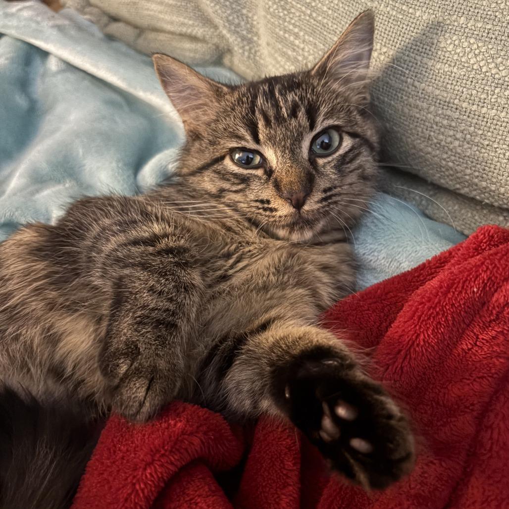 Enlarge Gigi, a Adoptable Domestic Medium Hair in Durham, NC image 3/6