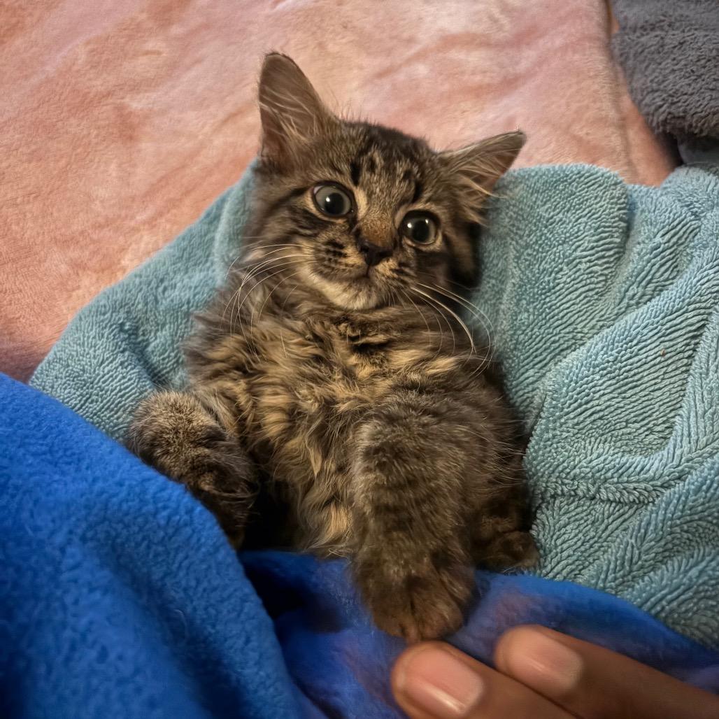 Enlarge Gigi, a Adoptable Domestic Medium Hair in Durham, NC image 4/6