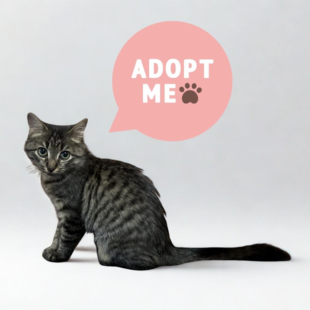 Enlarge Gigi, a Adoptable Domestic Medium Hair in Durham, NC image 5/6