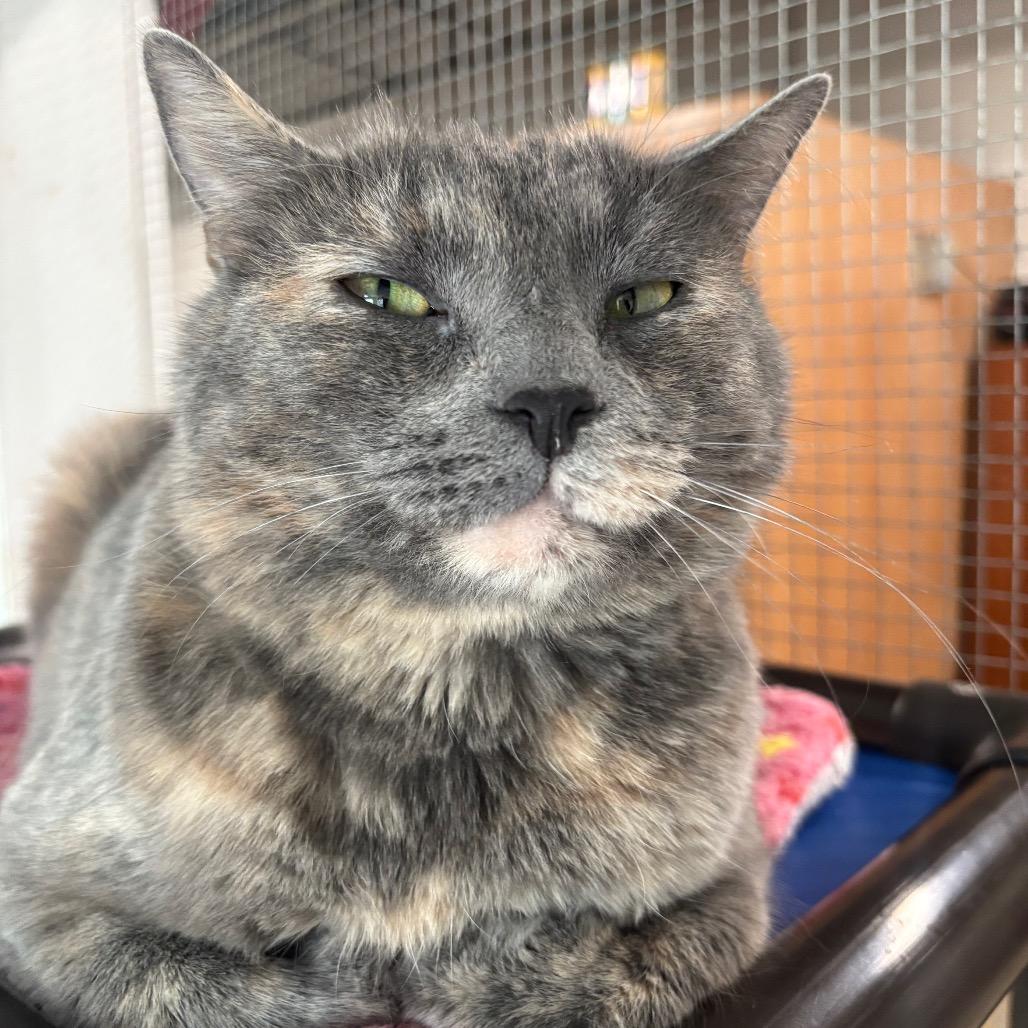 Storm 109C25, Adoptable, Adult Female Domestic Short Hair.