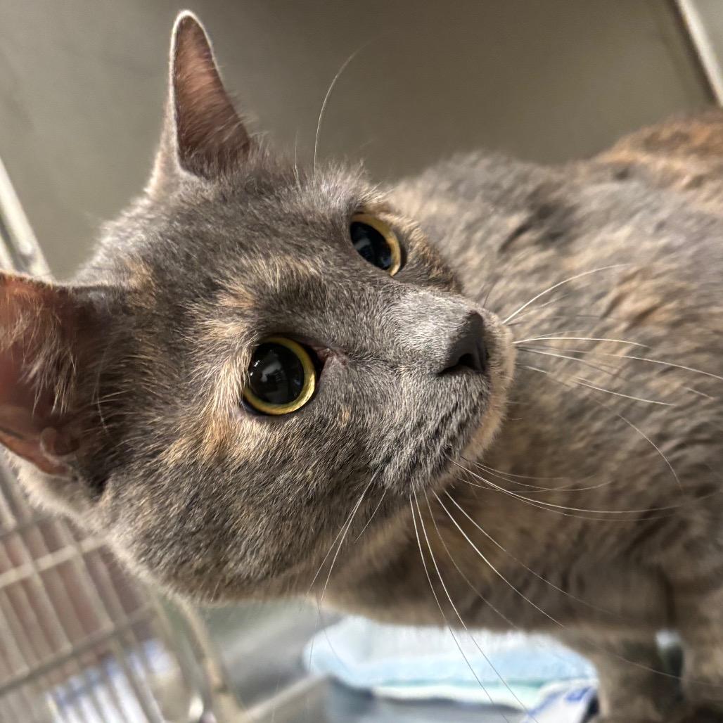 Storm 109C25, Adoptable, Adult Female Domestic Short Hair.