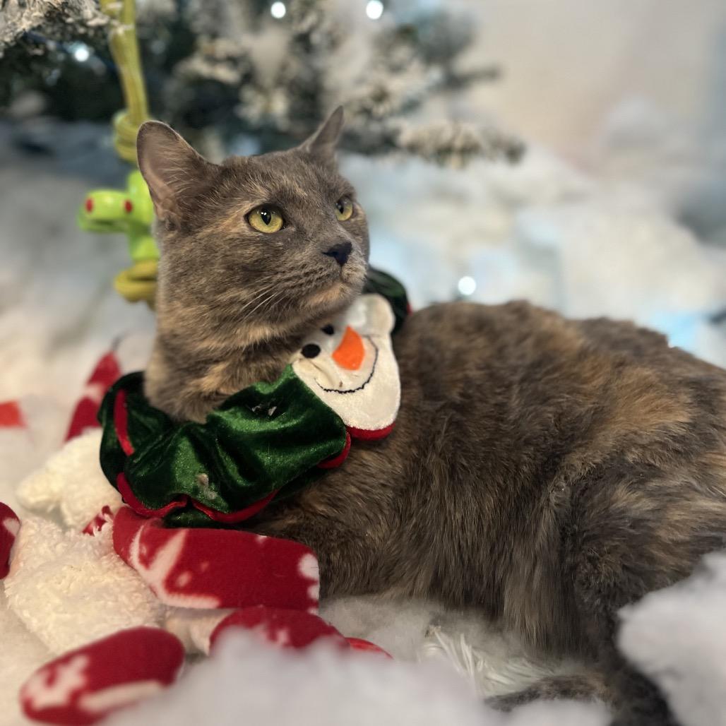 Enlarge Storm 109C25, a Adoptable Domestic Short Hair in Napoleon, OH image 2/5