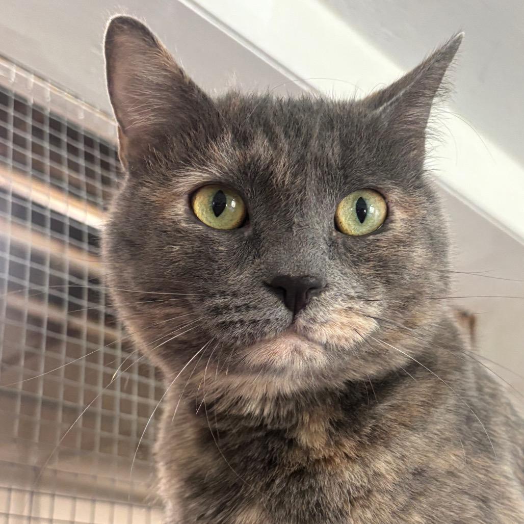 Enlarge Storm 109C25, a Adoptable Domestic Short Hair in Napoleon, OH image 3/6