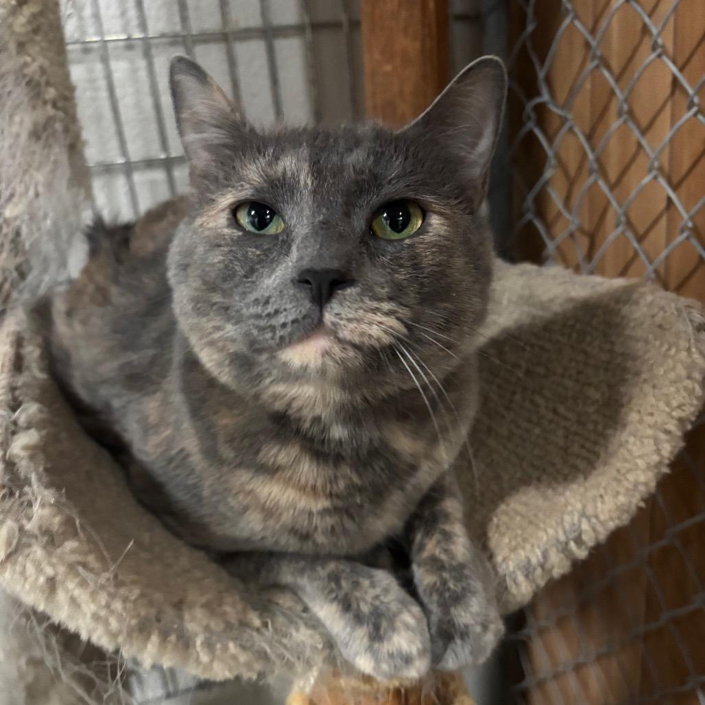 Enlarge Storm 109C25, a Adoptable Domestic Short Hair in Napoleon, OH image 3/5