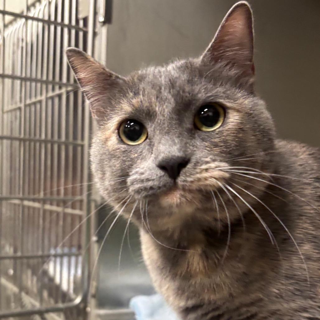 Enlarge Storm 109C25, a Adoptable Domestic Short Hair in Napoleon, OH image 4/5