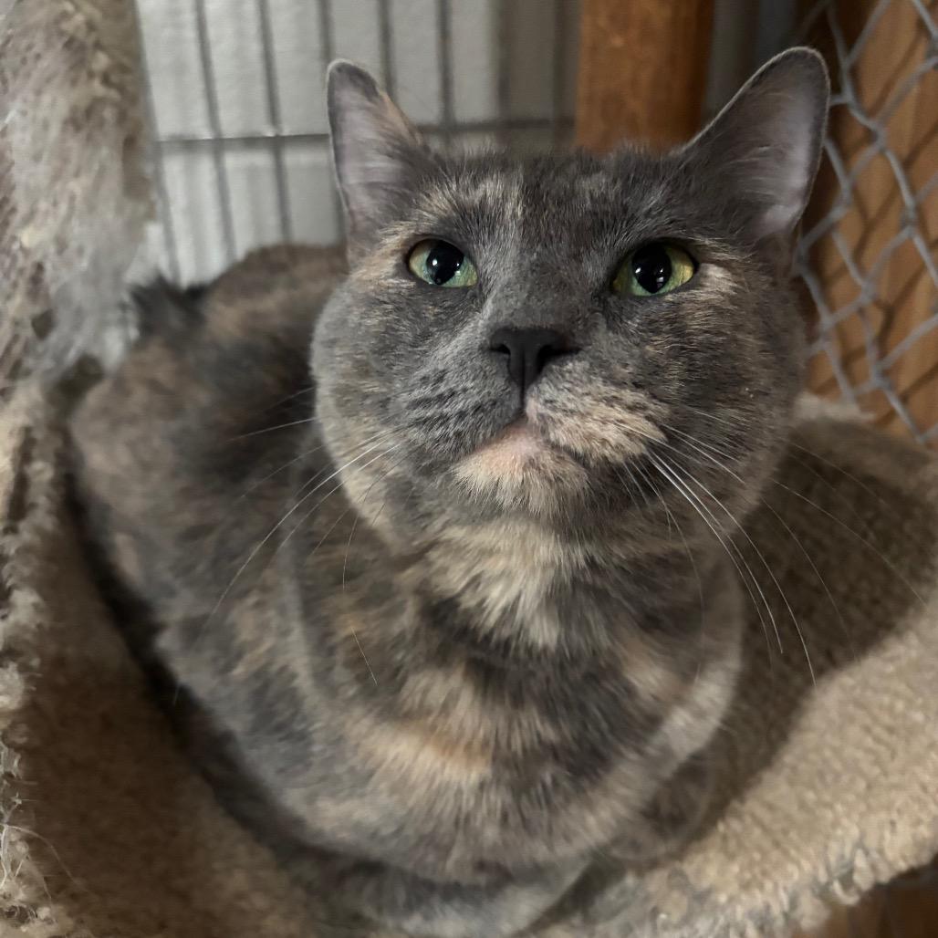 Enlarge Storm 109C25, a Adoptable Domestic Short Hair in Napoleon, OH image 5/5