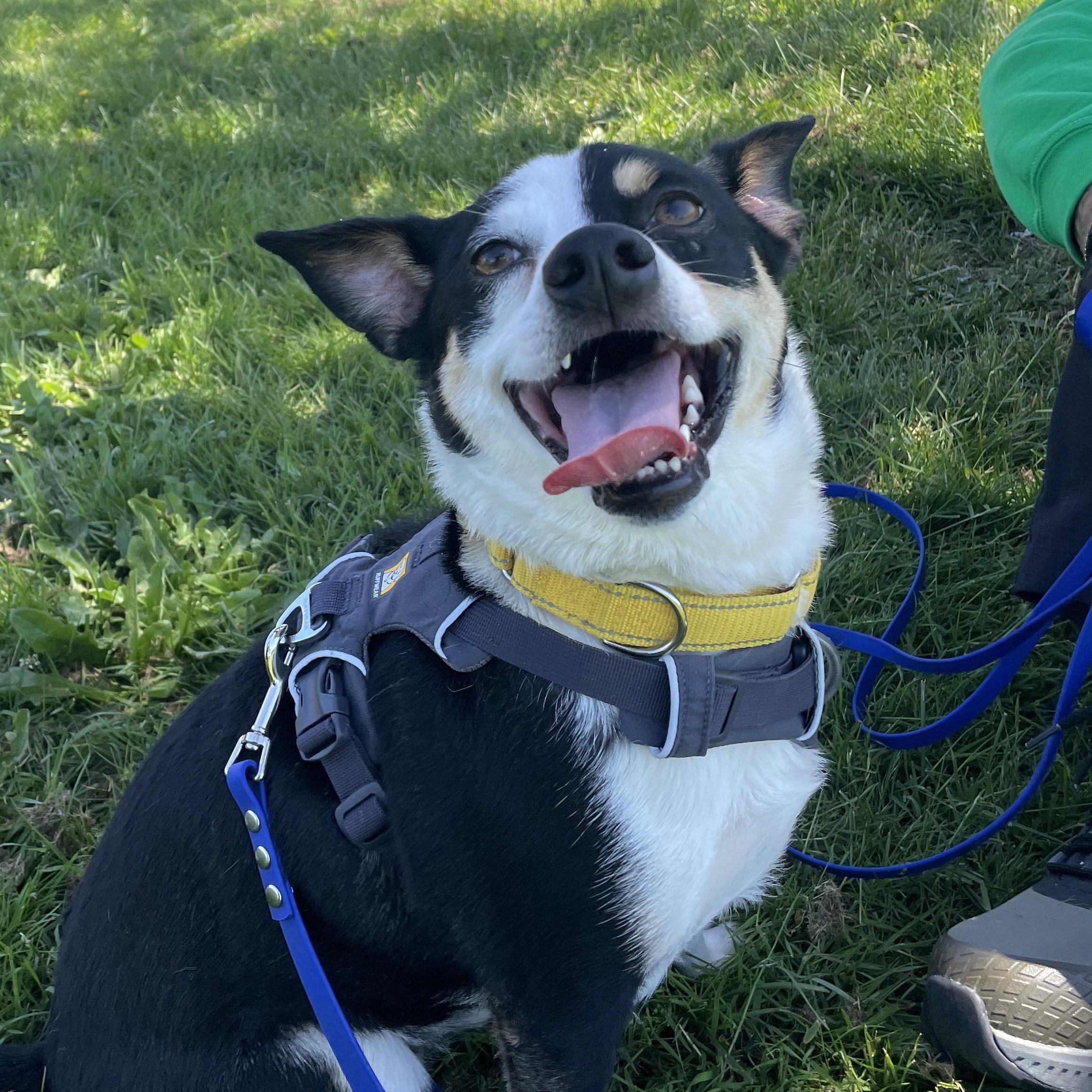 Rocky, a ADOPTABLE mixed breed in Lake Oswego, OR image 2/5