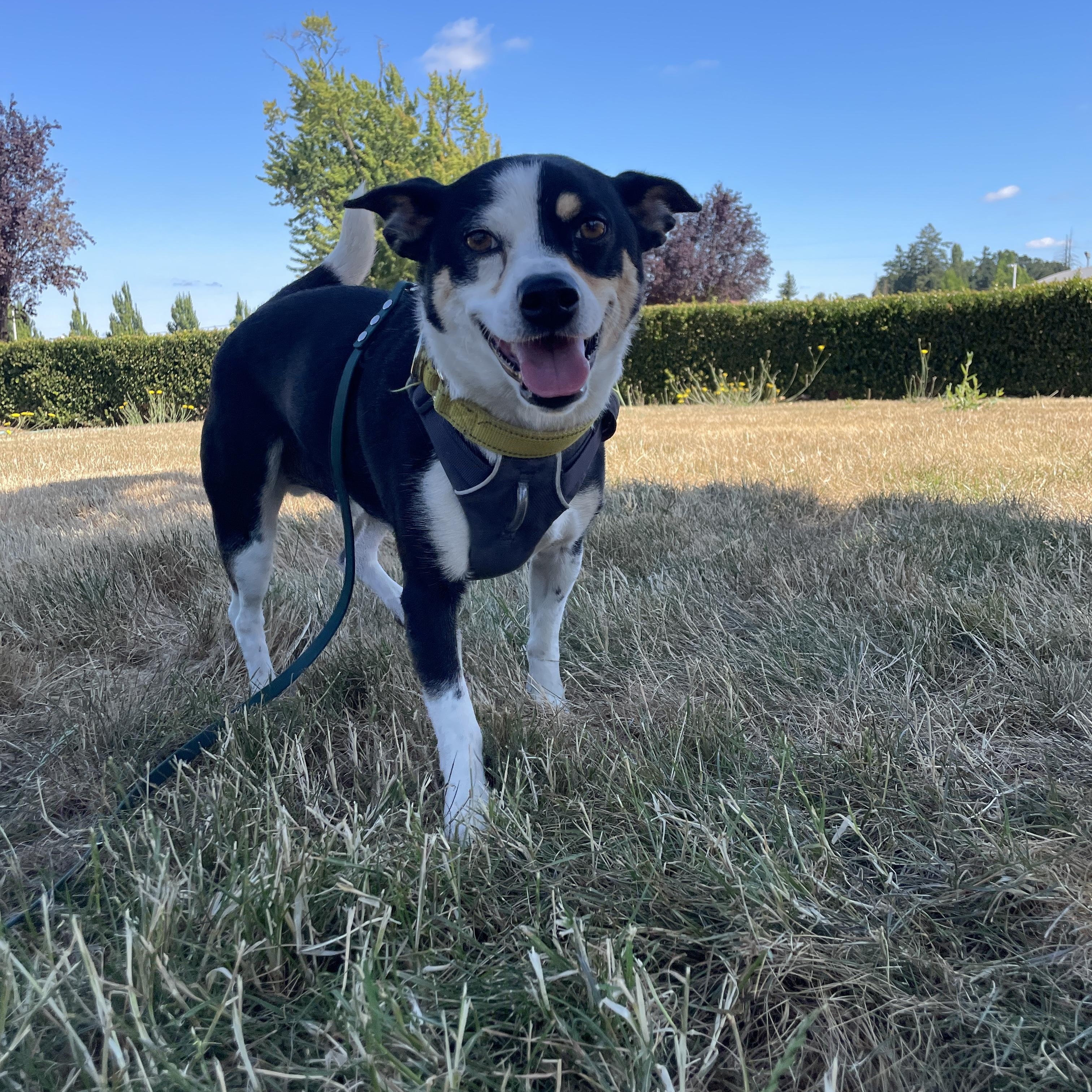 Rocky, a ADOPTABLE mixed breed in Lake Oswego, OR image 5/5