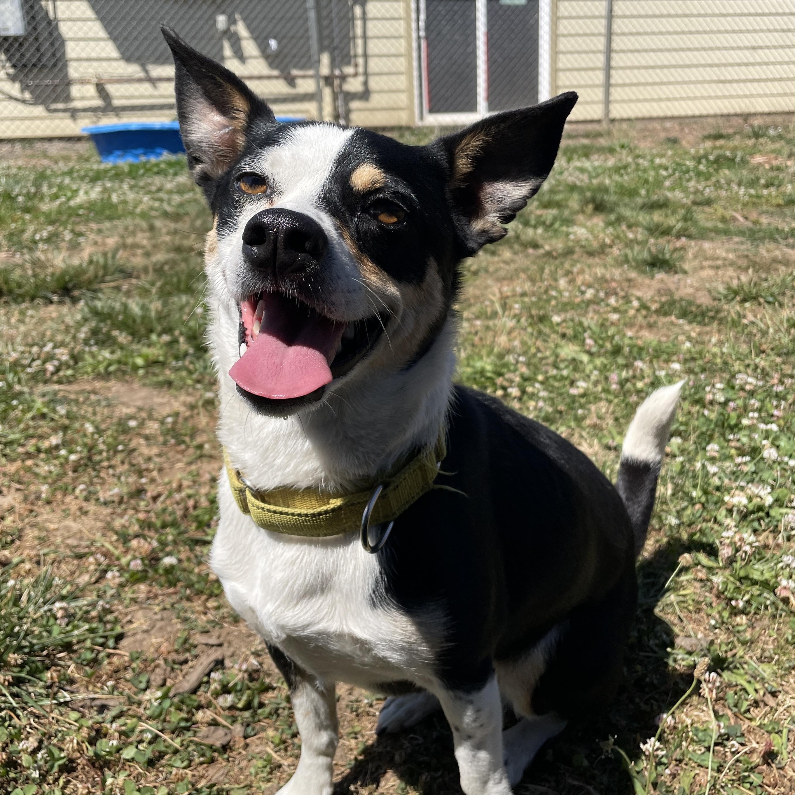 Rocky, a ADOPTABLE mixed breed in Lake Oswego, OR image 3/5