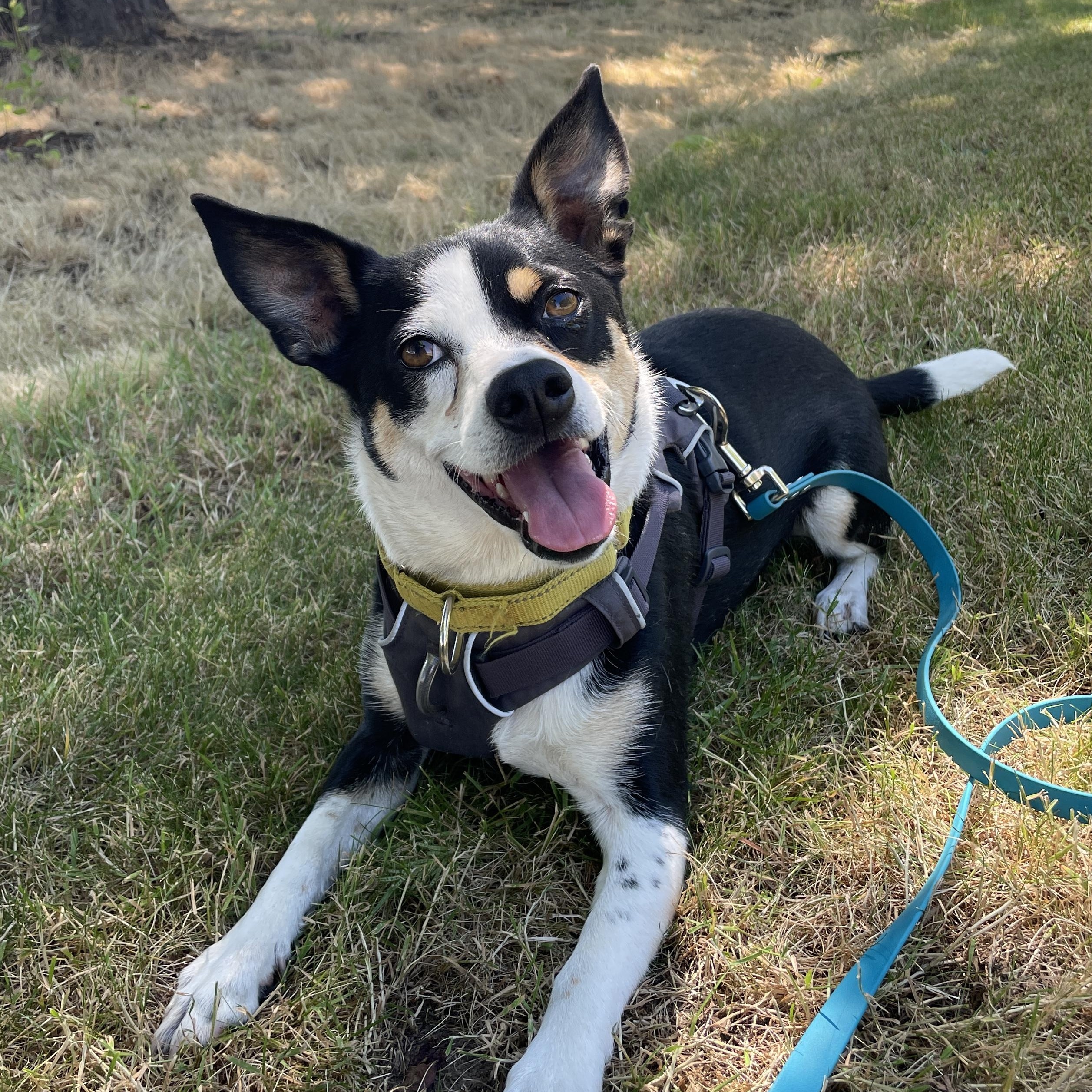 Rocky, a ADOPTABLE mixed breed in Lake Oswego, OR image 1/5