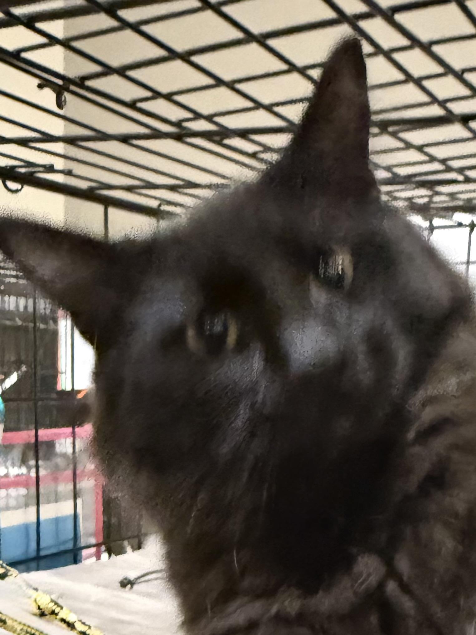 Enlarge ROO, an adopted Domestic Short Hair in Lake Ozark, MO image 1/1