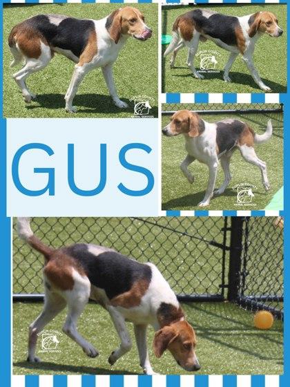 GUS, Adoptable, Adult Male Hound & Mixed Breed.