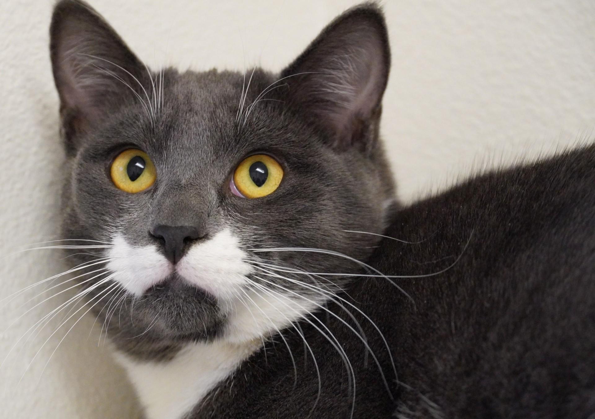 Enlarge Jack, a ADOPTABLE Domestic Short Hair in Grants Pass, OR image 1/3