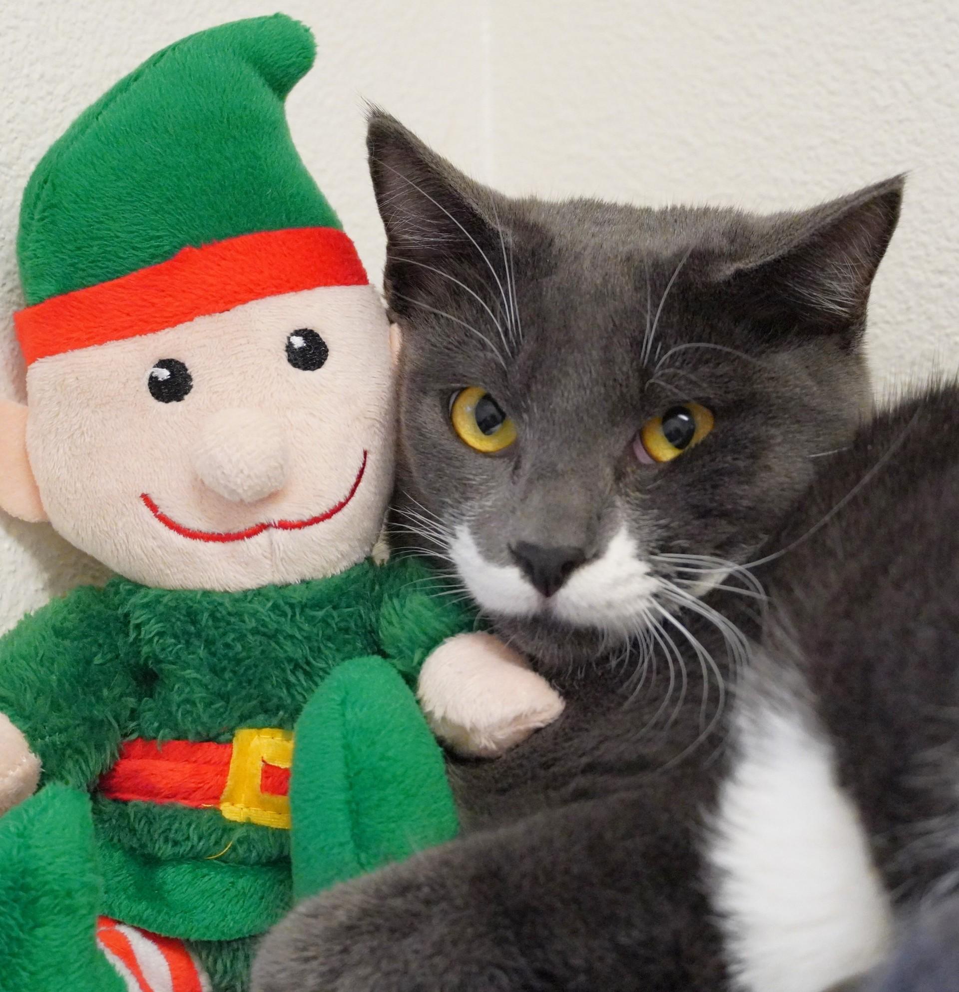 Enlarge Jack, a ADOPTABLE Domestic Short Hair in Grants Pass, OR image 3/3