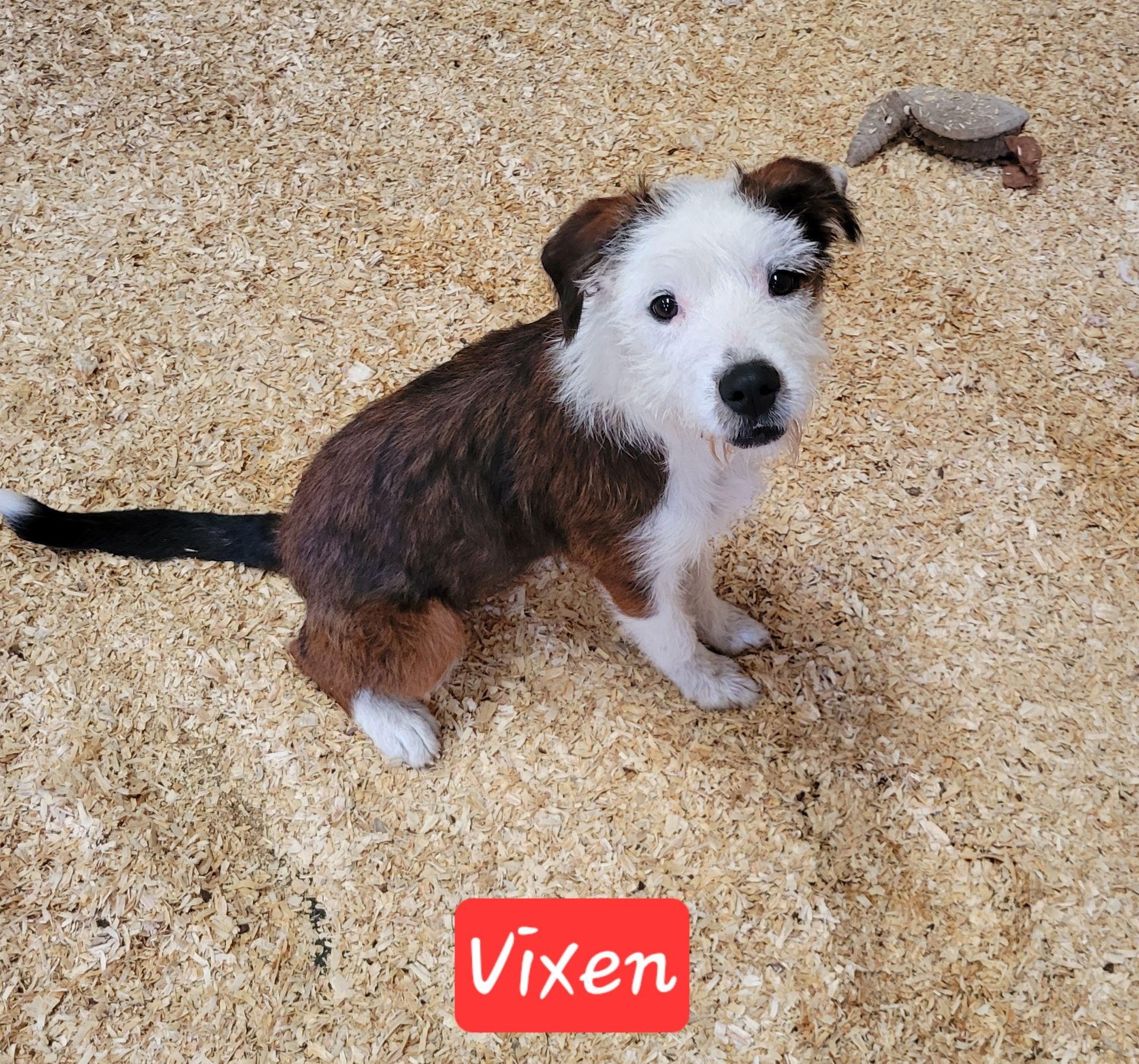 Enlarge Vixen, a ADOPTABLE mixed breed in Granbury, TX image 1/1