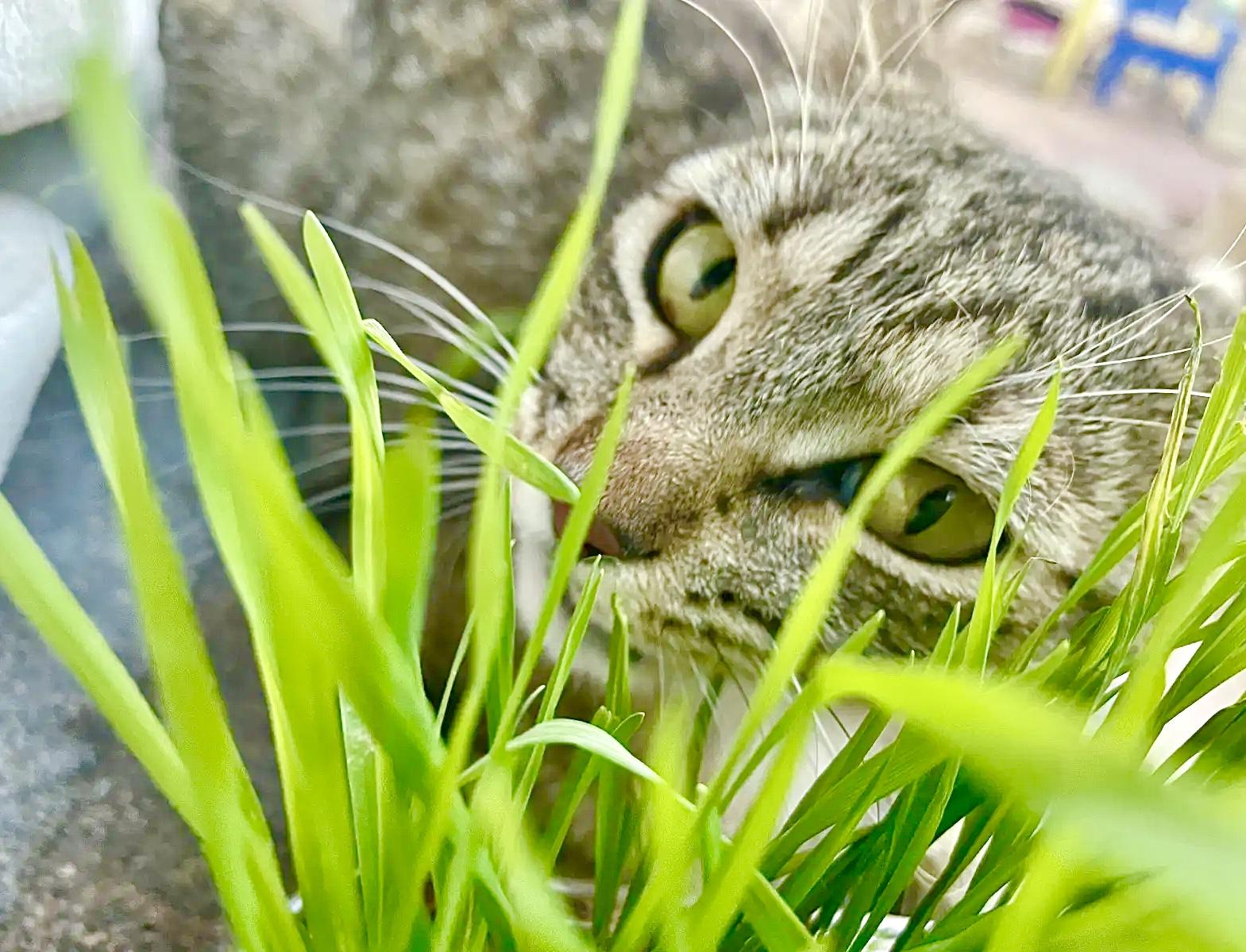 Ansel, Adult Female Tabby