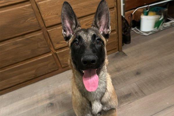 Kody, Young Male German Shepherd Dog