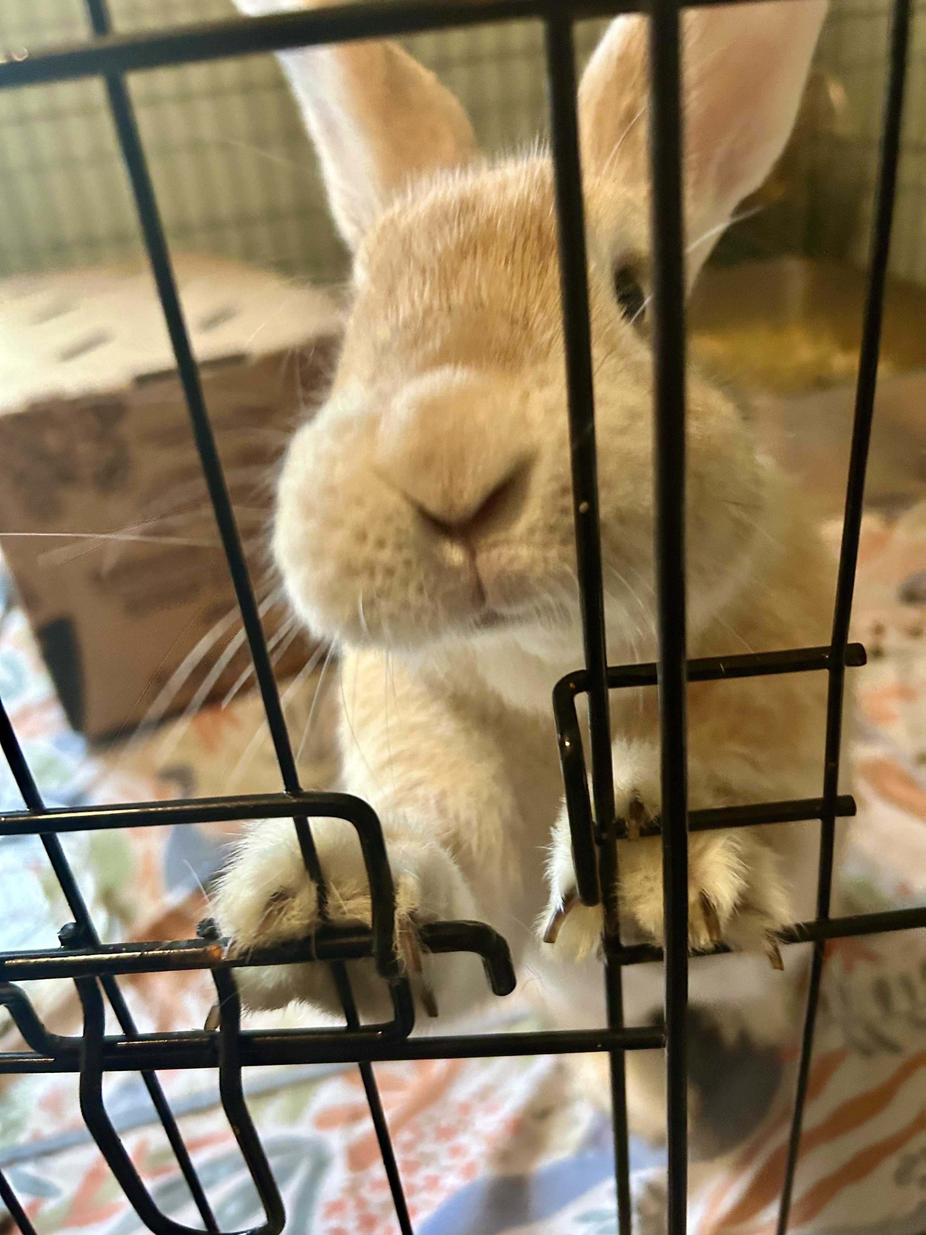 Muffin (Bonded with Sugar), Adoptable, Adult Female American.