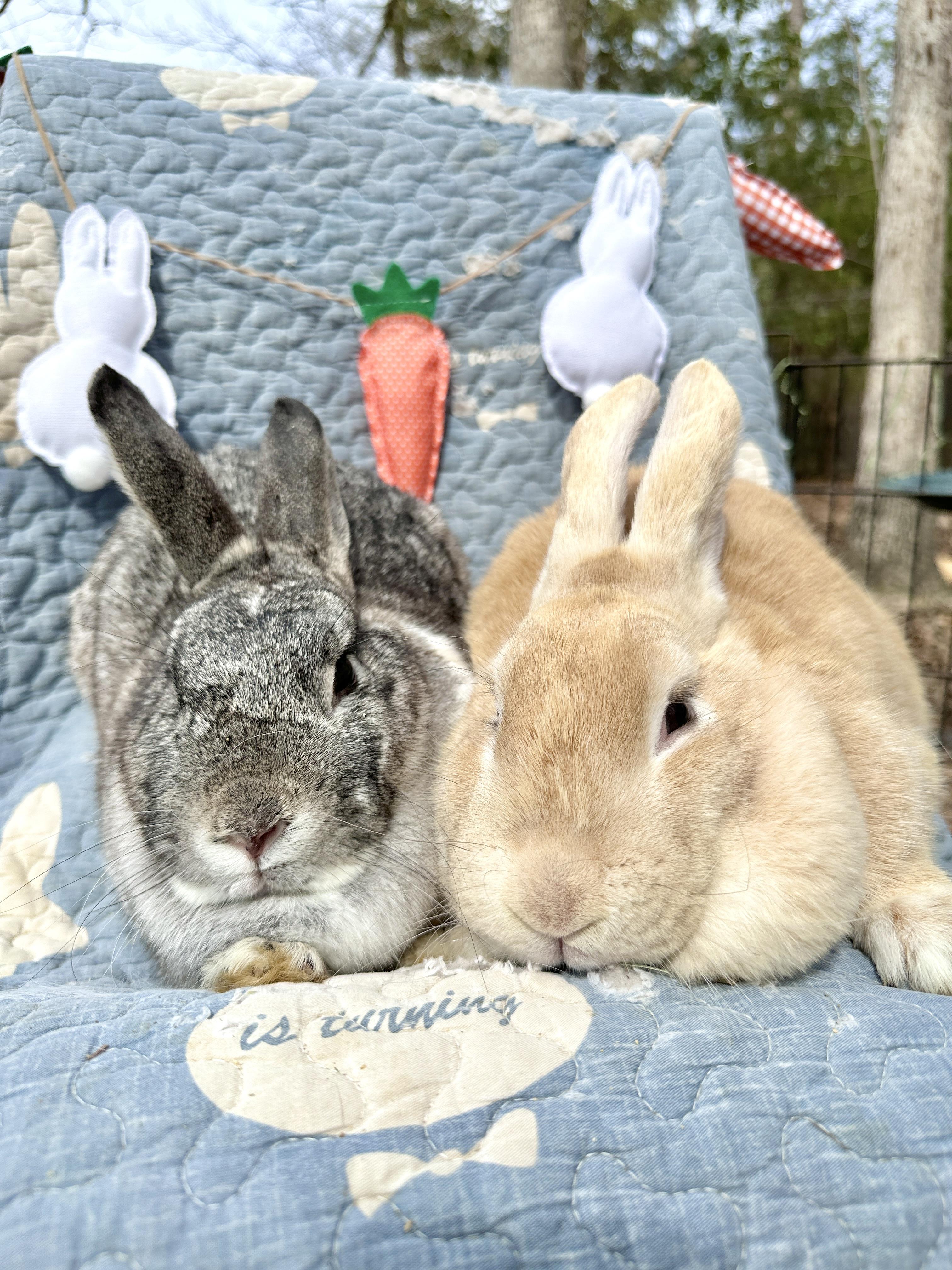 Enlarge Muffin (Bonded with Sugar), a Adoptable mixed breed in Midlothian, VA image 5/5