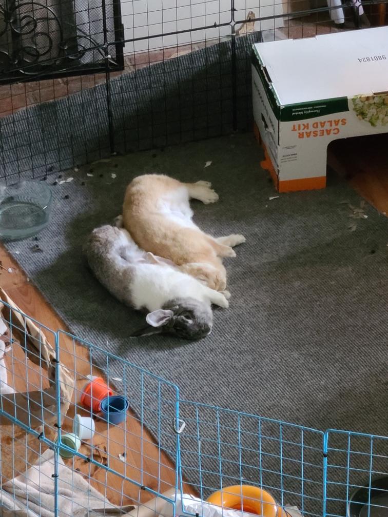 Enlarge Muffin (Bonded with Sugar), a Adoptable mixed breed in Midlothian, VA image 4/5