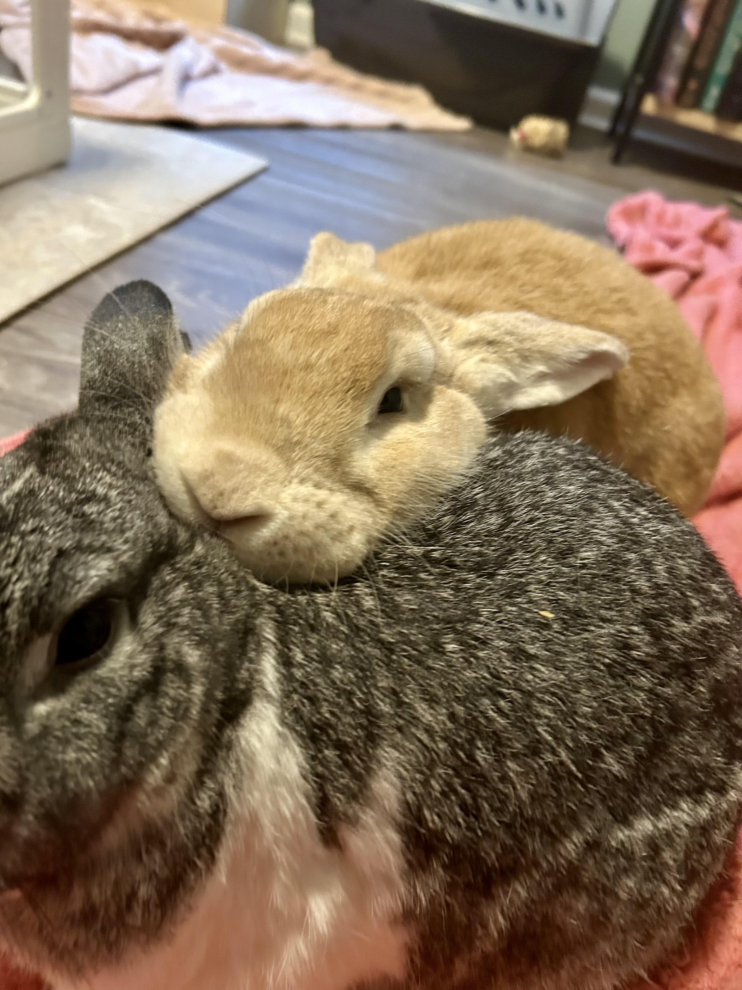 Enlarge Muffin & Sugar, a Adoptable mixed breed in Midlothian, VA image 2/6