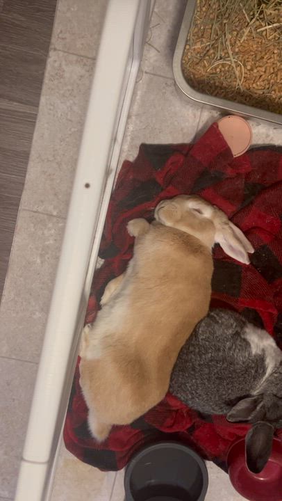 Enlarge Muffin & Sugar, a Adoptable mixed breed in Midlothian, VA video 6/6