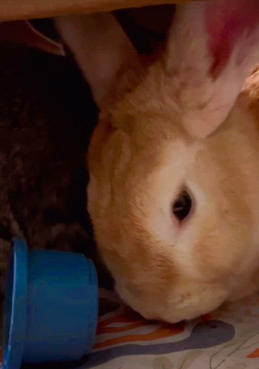 Enlarge Muffin (Bonded with Sugar), a Adoptable mixed breed in Midlothian, VA video 3/5