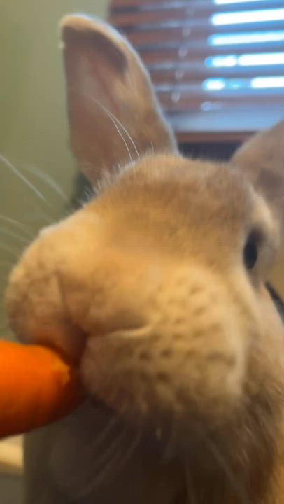 Enlarge Muffin & Sugar, a Adoptable mixed breed in Midlothian, VA video 1/6