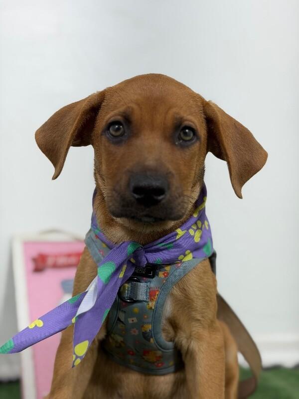 Orlando-One of our Amazing Rescue Dogs - Adoptable Pet | Petfinder