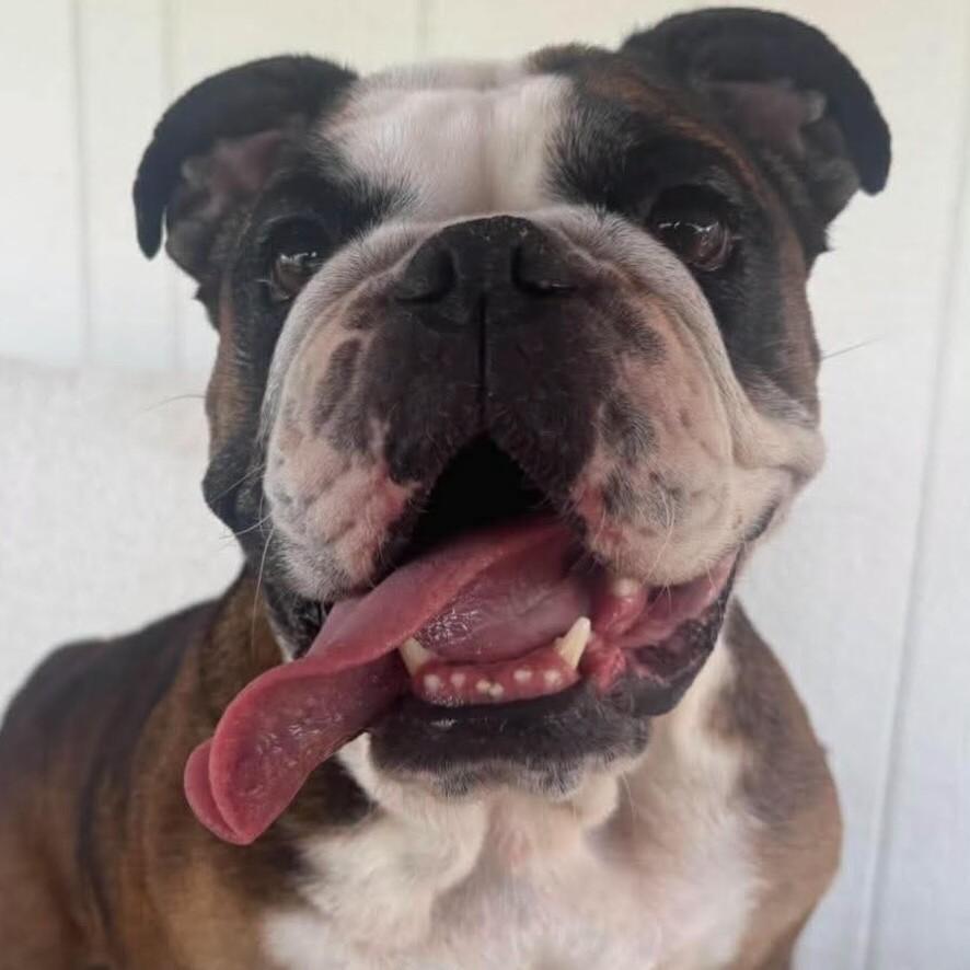 Enlarge Barb, a Adoptable mixed breed in San Antonio, TX image 2/5