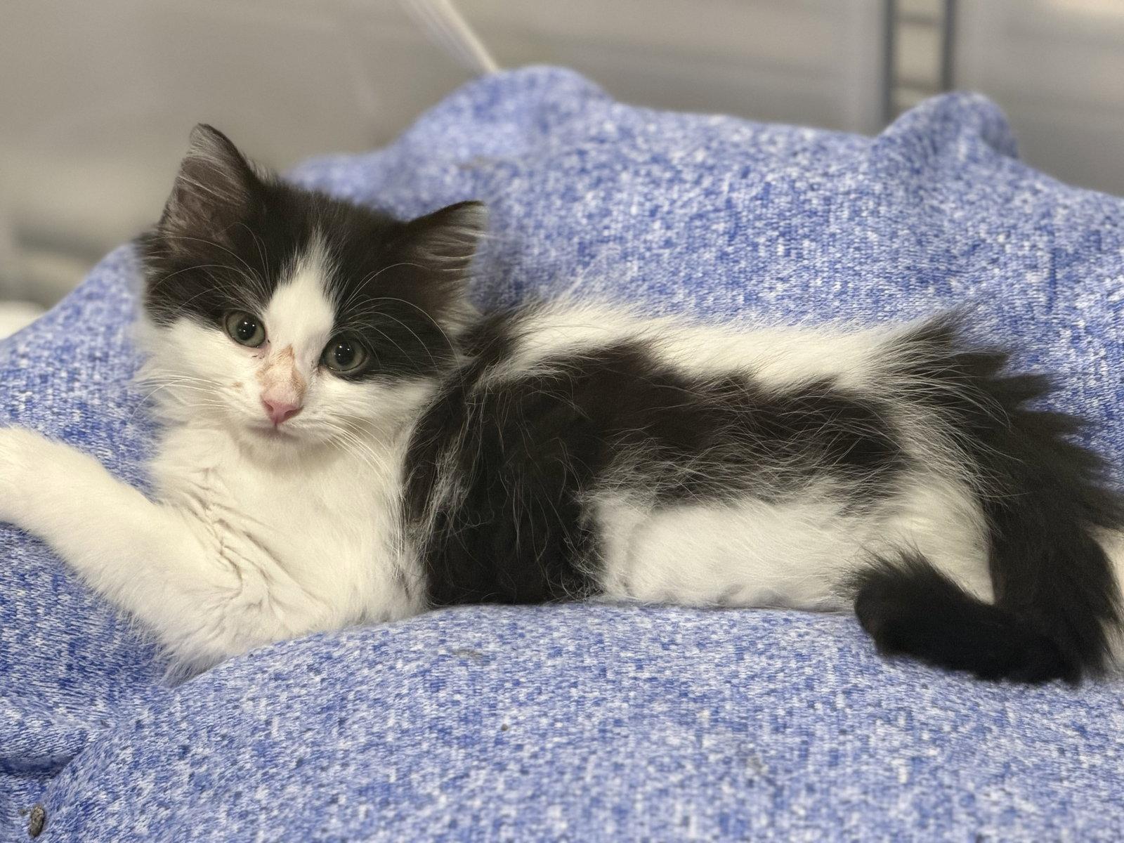 Enlarge Jessica, a Adoptable Domestic Long Hair in Reston, VA image 1/2