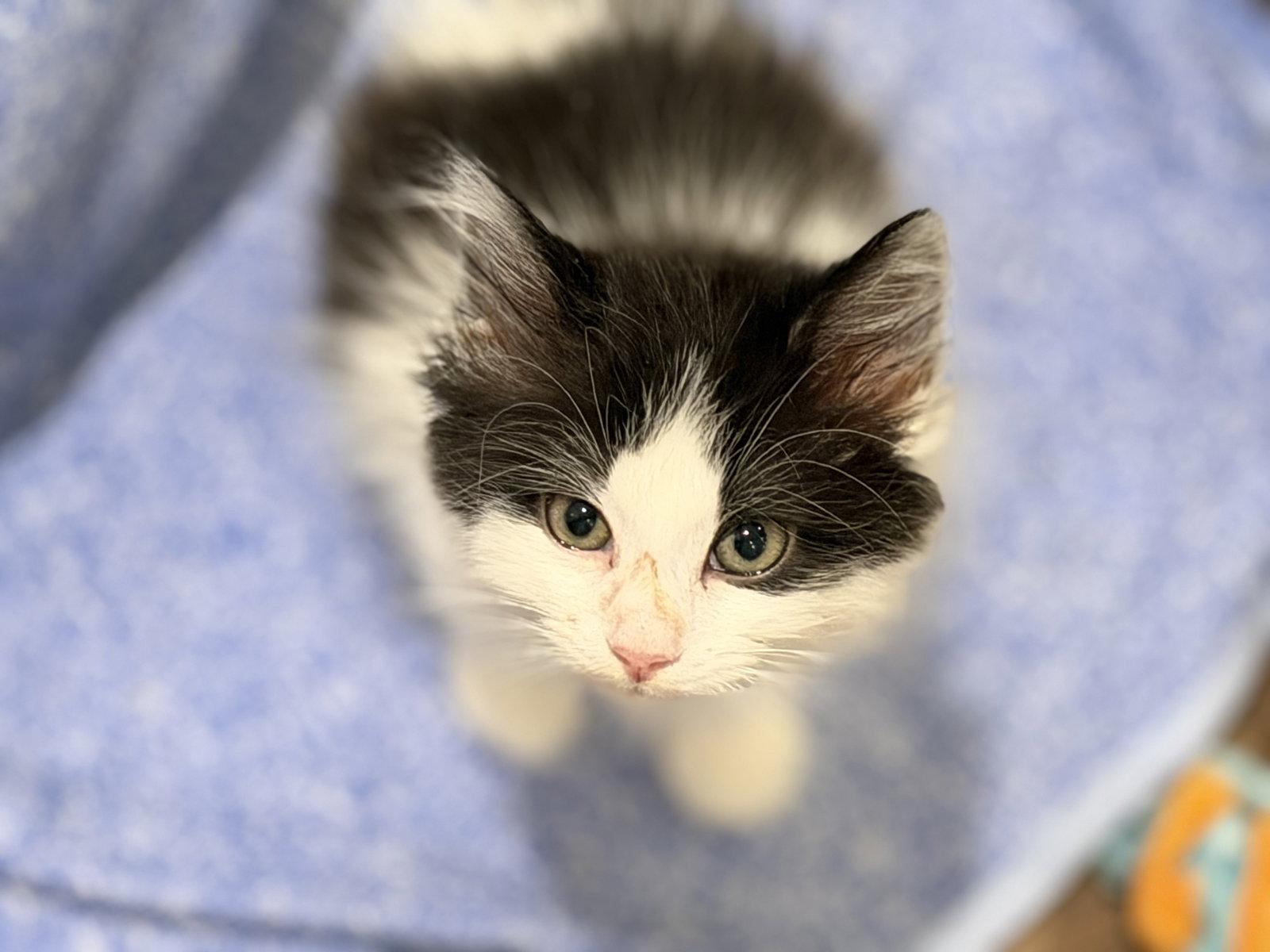 Enlarge Jessica, a Adoptable Domestic Long Hair in Reston, VA image 2/2