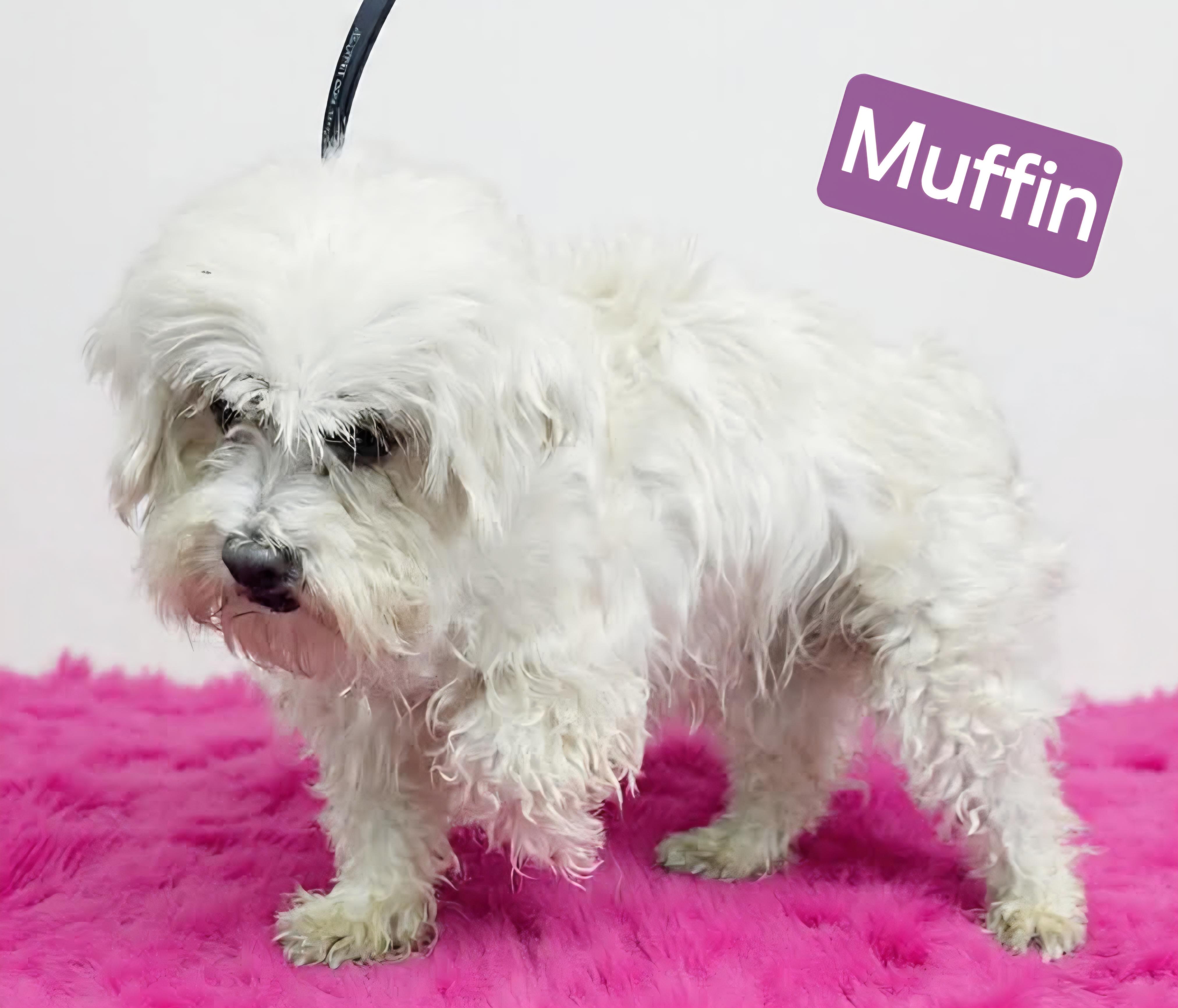 Muffin, ADOPTABLE, Adult Female Shih Tzu & Maltese.