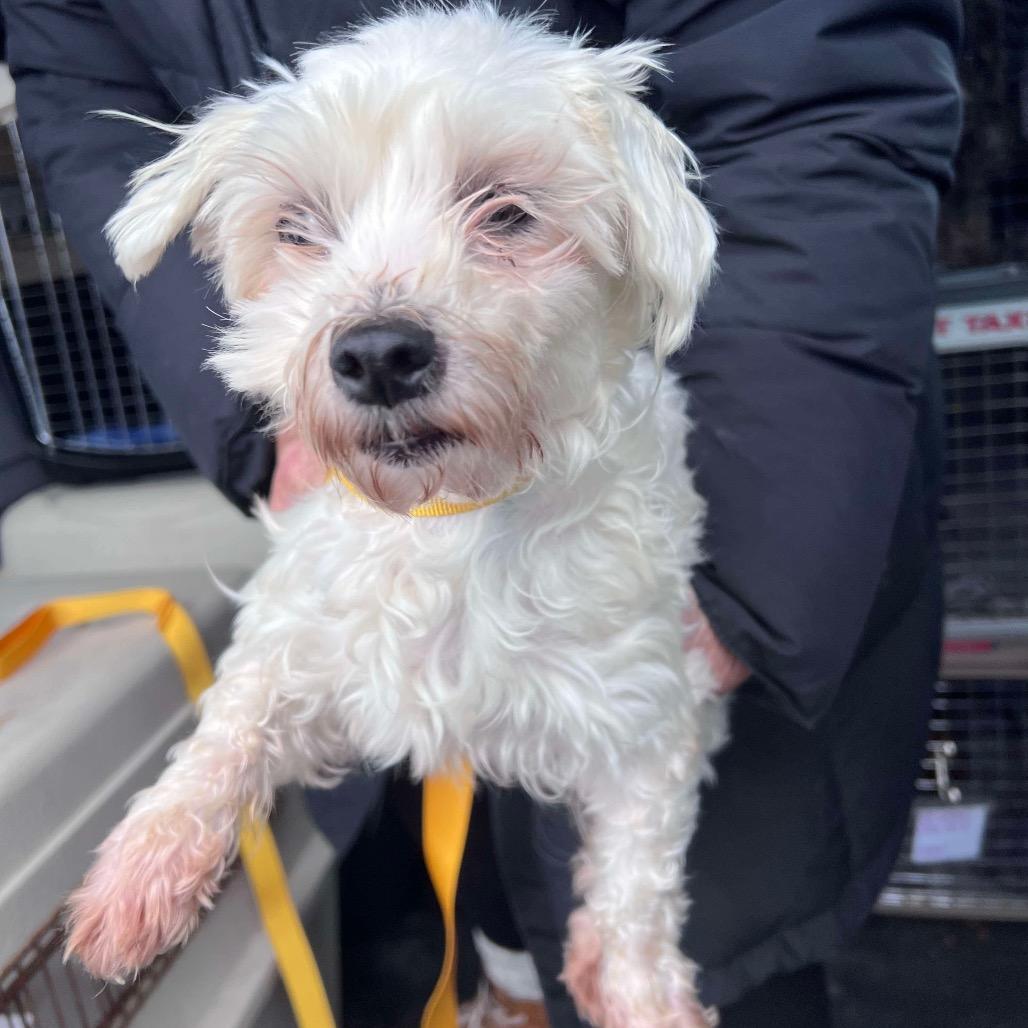 Star, Adoptable, Adult Female Maltese.