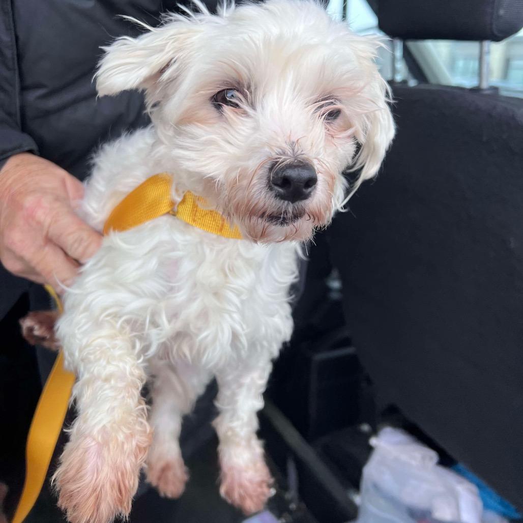 Enlarge Star, a Adoptable Maltese in St. Charles, IL image 2/5