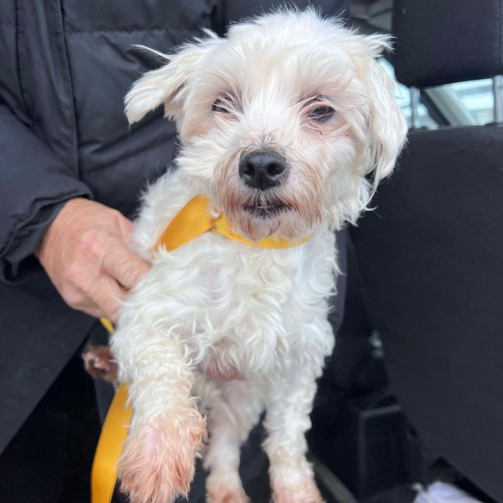 Enlarge Star, a Adoptable Maltese in St. Charles, IL image 3/5