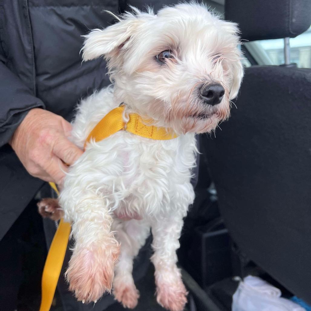 Enlarge Star, a Adoptable Maltese in St. Charles, IL image 4/5