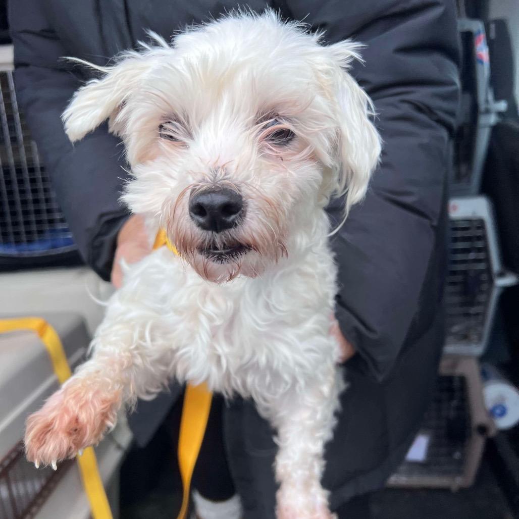 Enlarge Star, a Adoptable Maltese in St. Charles, IL image 5/5