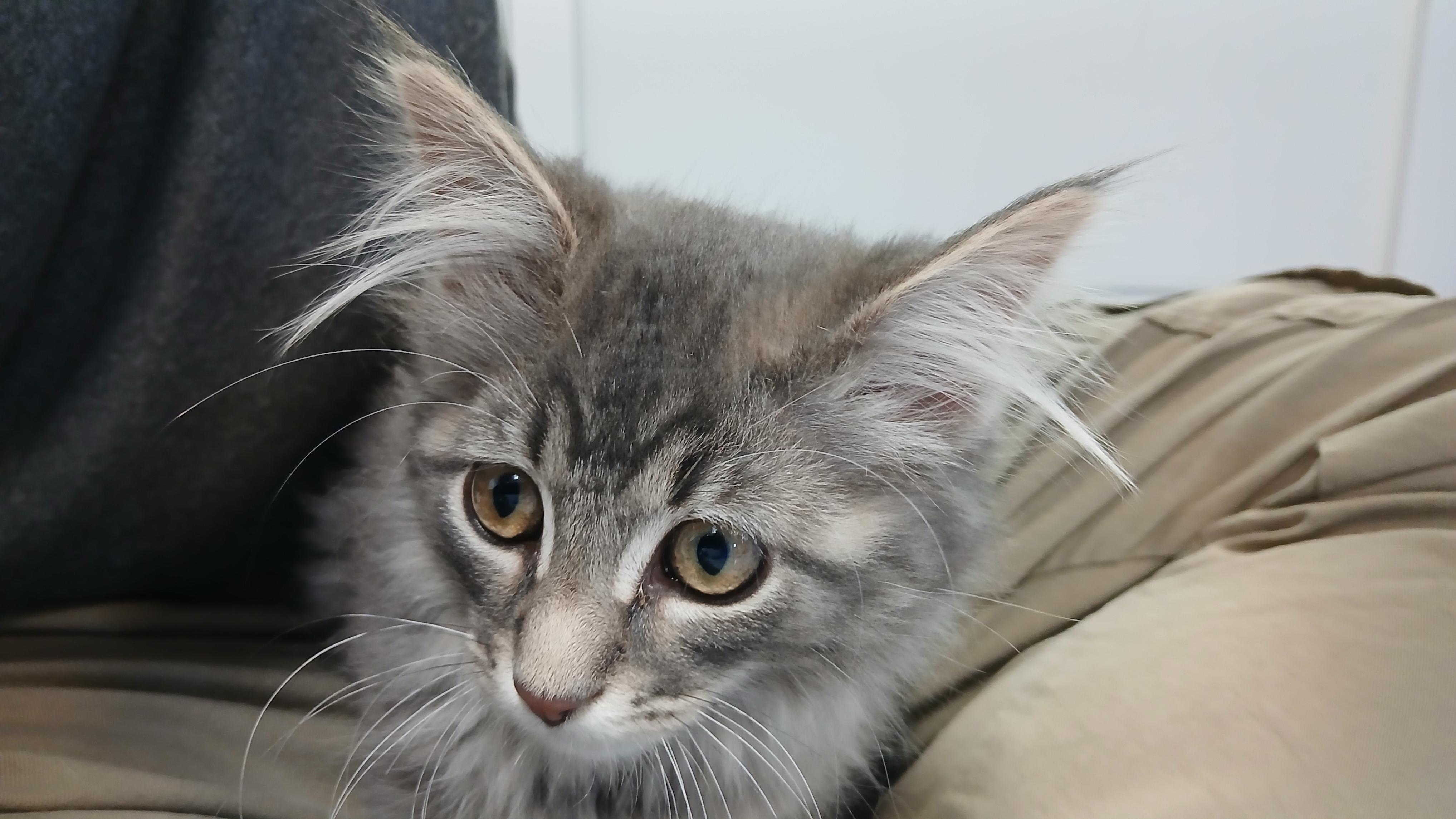 Enlarge Bodie, a Adoptable Domestic Long Hair in Cullowhee, NC image 6/6