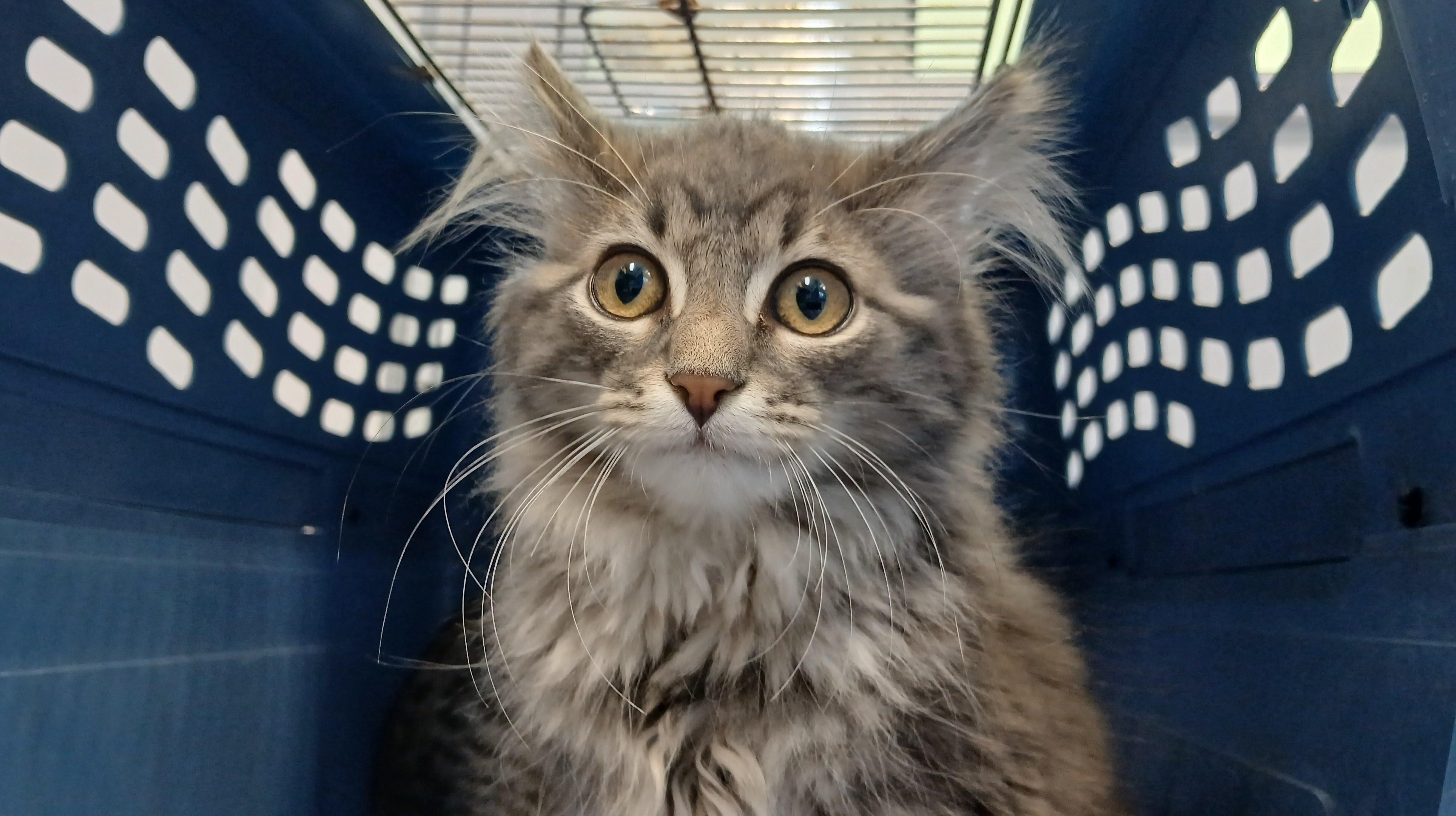 Bodie, Adoptable, Kitten Male Domestic Long Hair.